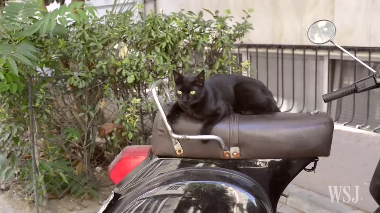 In Istanbul the Cats Are King