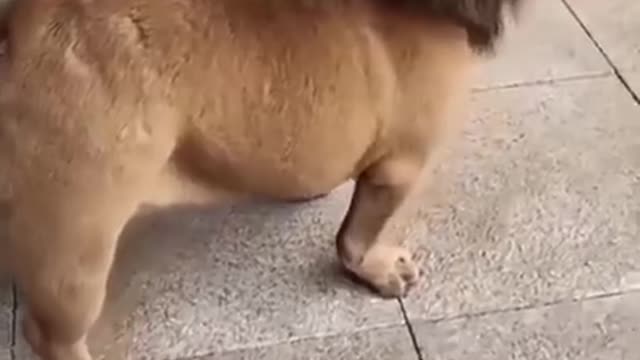 Funny Little Lion