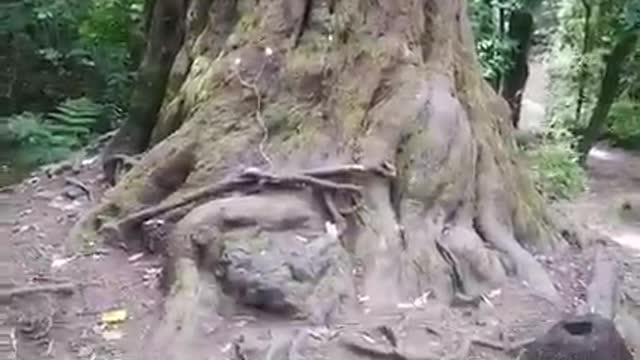 ❤️🥰 Trees
