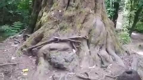 ❤️🥰 Trees
