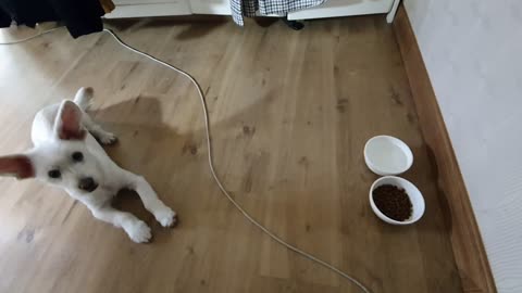 puppy! Wait a little! Eat! (Training)