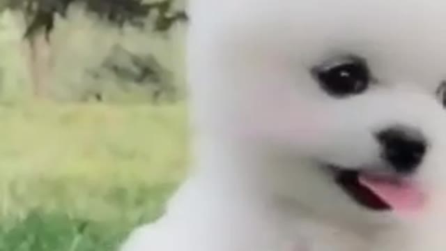 MOST FUNNY DOG VIDEO CLIP COMPILATION 2021 I LOL I TRY NOT TO LAUGH I SHORT