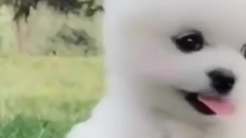 MOST FUNNY DOG VIDEO CLIP COMPILATION 2021 I LOL I TRY NOT TO LAUGH I SHORT