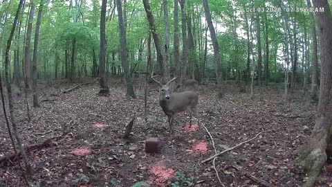 Good buck