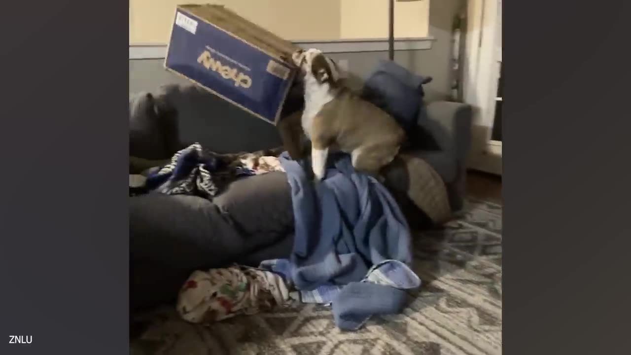 When your dog chooses to look goofy 🤣 Funny Dog Video