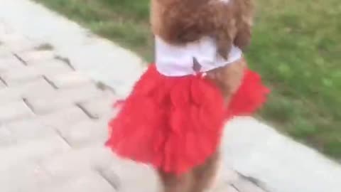 Most Adorable dog in a dress!