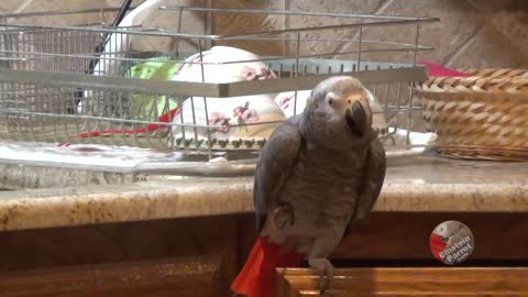 Loro parlante canta sus canciones favoritas