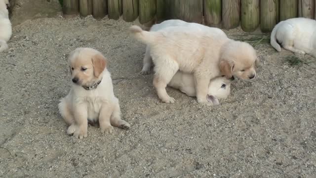 Swarm of golden retriever puppies