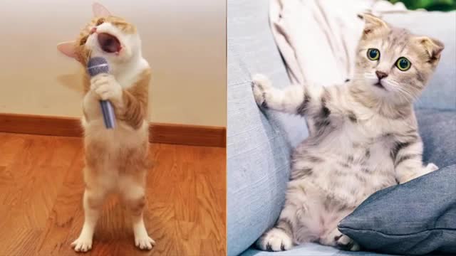 #5 Animals Compilation Try Not To Laugh 😂