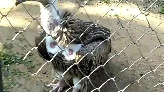 Suddenly Angry Vulture Fly 😳😳 at Dehradun Zoo.