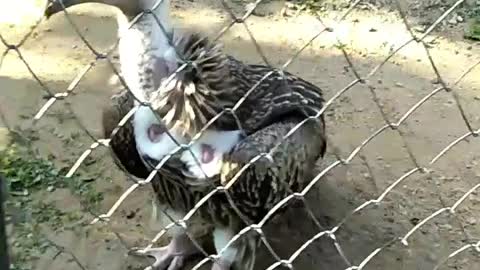 Suddenly Angry Vulture Fly 😳😳 at Dehradun Zoo.