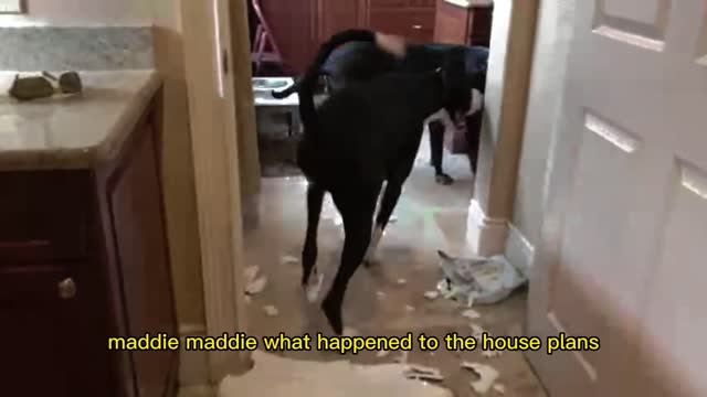 Guilty Great Danes totally destroy arts & crafts project