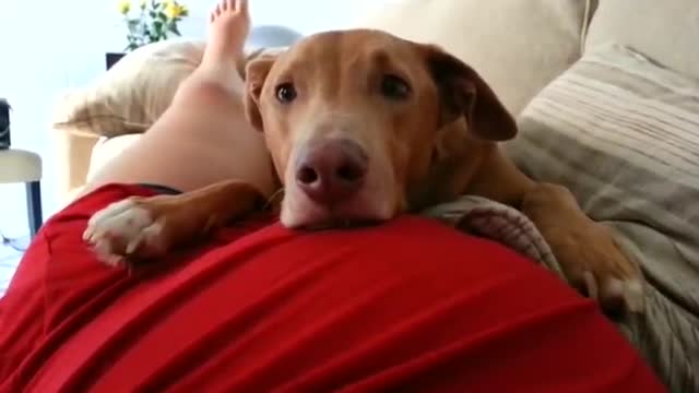 Dog reacts to baby's cick