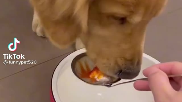 Cute and Funny Dog Videos