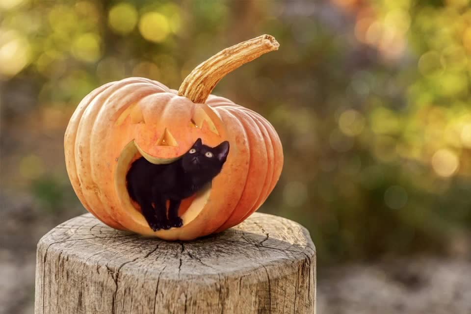 Black Kitten Preparing For First Halloween Party