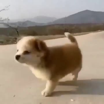 Cute Puppy with Swan❤️