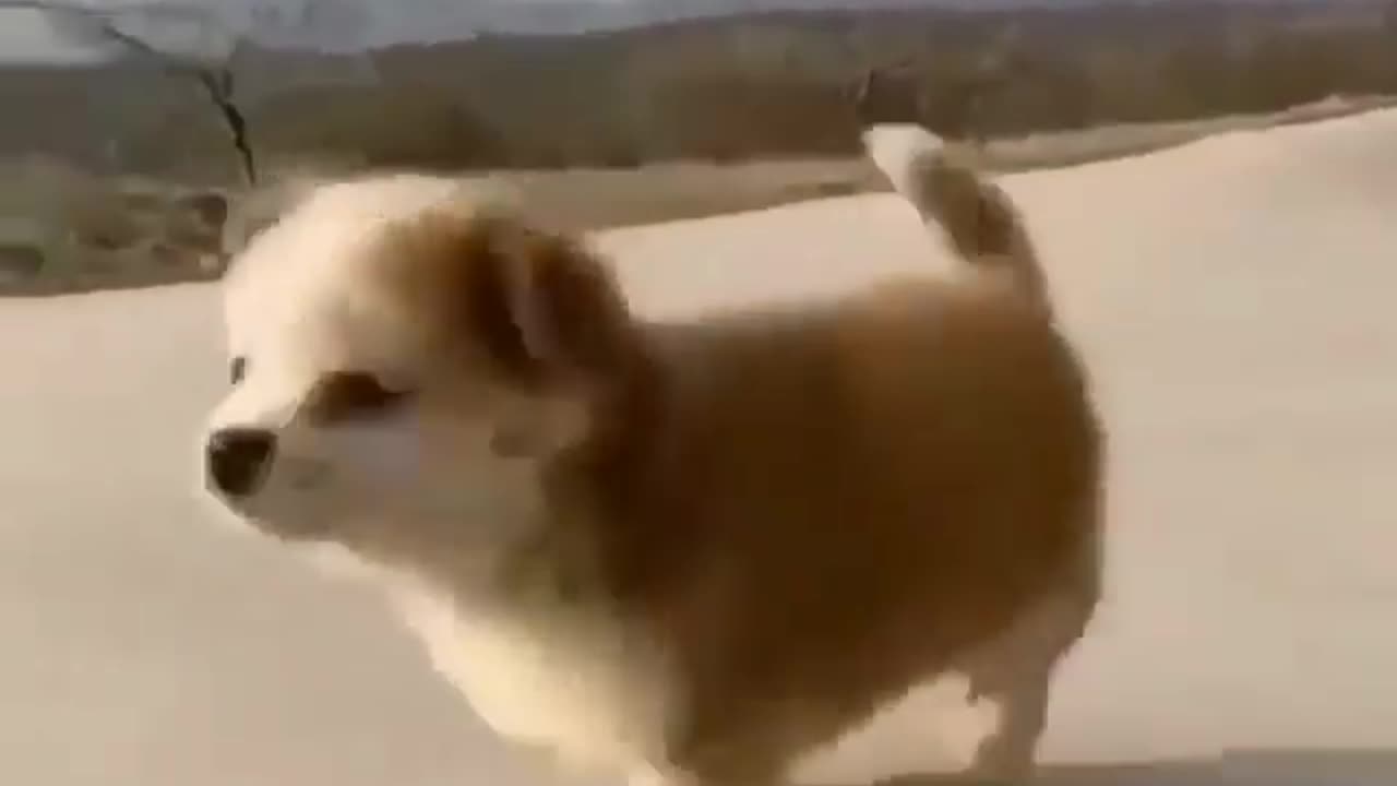 Cute Puppy with Swan❤️