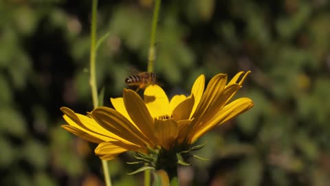 Bee collects pollen