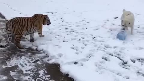 Very very big dogs in the ice pleace