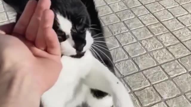 cat love ❤️