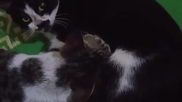 two cats two cats