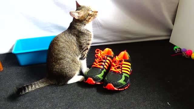 Curious Kitten Discovers a Brand New Pair of Shoes