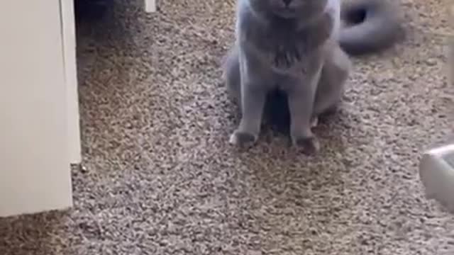 Funniest Cats 😹 - Don't try to hold back Laughter 😂 - Funny Cats Life