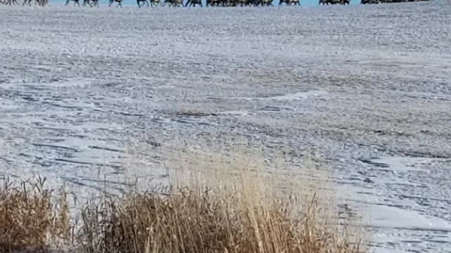 Enormous Elk Herd Crosses Montana Countryside