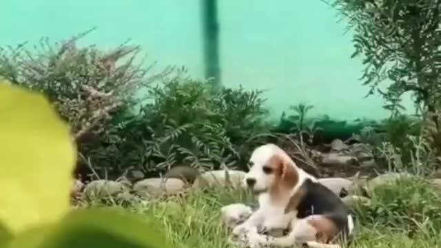 Funny Dog Video