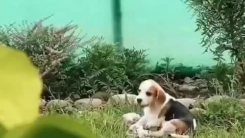 Funny Dog Video