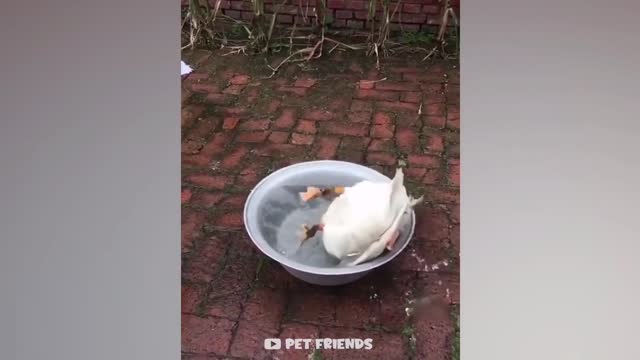 Funny animals video, Funny Animals, Best Funny and cute animals video