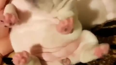 Really cute baby dog