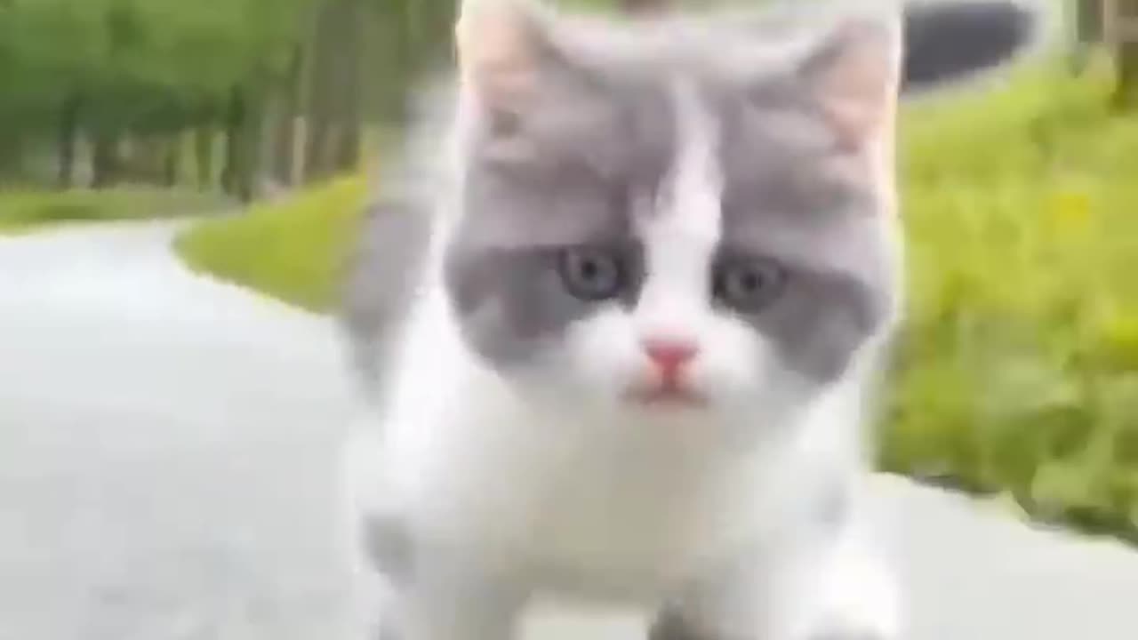 Cute_kitten_#cat_#kitten_#kittens_#cats_#lovecats_#catlover