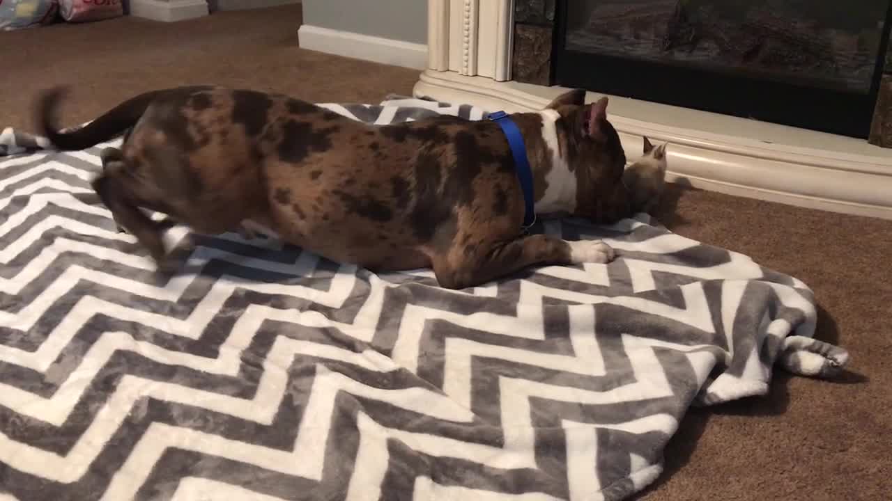 Pit Bull absolutely obsessed with cute baby bunny