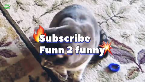 Funny Cats and Kittens Funn Time