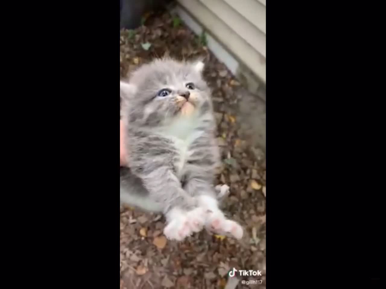 Cute kitten video 🥹❤️🥹❤️