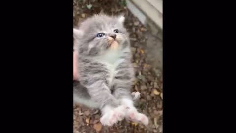 Cute kitten video 🥹❤️🥹❤️