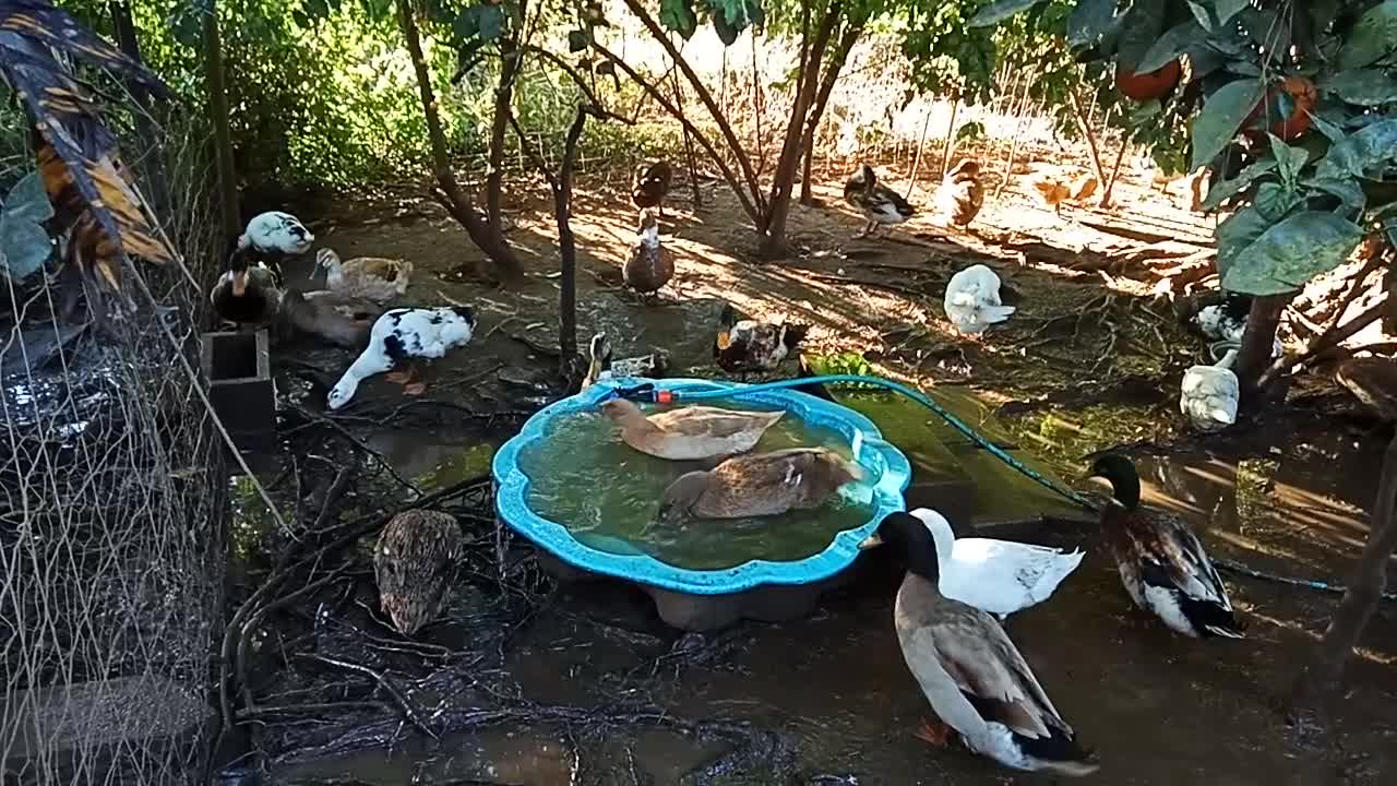 Early morning swim