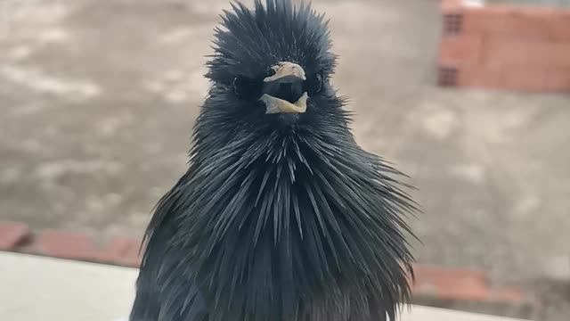 Angry black bird