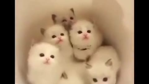 Cute cats