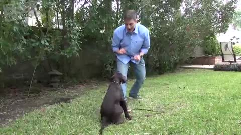 How to Teach your Dog to Stay in 3 Steps Force Free!