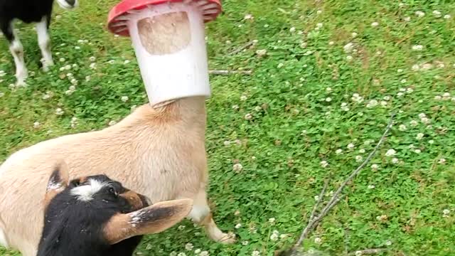 Goat Gets Head Stuck in Chicken Feeder