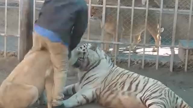 PAKISTANI MAN WHO CUDDLES TIGERS AND LIONS | VWhite Tiger White African Lion | Lion Attack ASIF