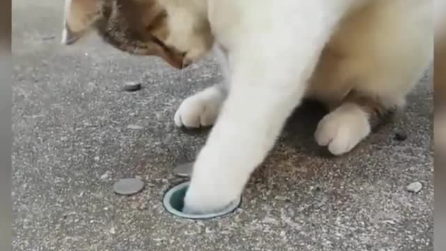 Kitten playing with coins