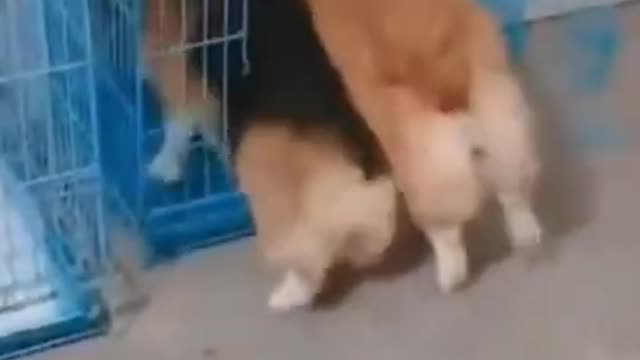 Two Doggos Fighting That is MY House! Funny Dog Video _ Funny Dog TikTok #shorts