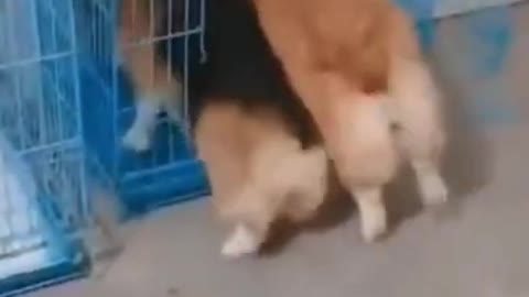 Two Doggos Fighting That is MY House! Funny Dog Video _ Funny Dog TikTok #shorts