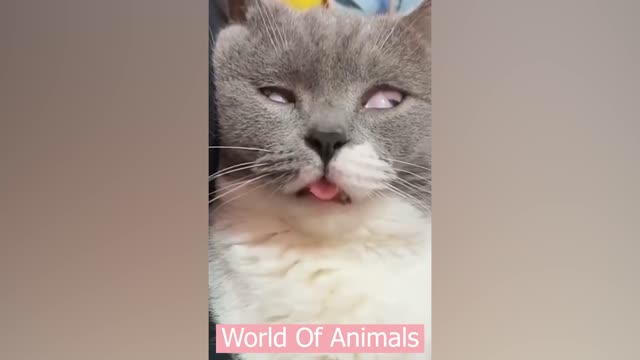 So Funny Cute Cats