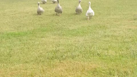 Gansos (y pavo) corren para desearles buen día a su dueña