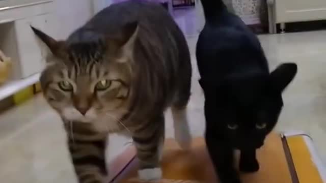 OMG so cute cats and dog funny video 2021 | Best funny cats compilation #ss #short🐈🐈🐕🐕❤️🐕🐕😸😸