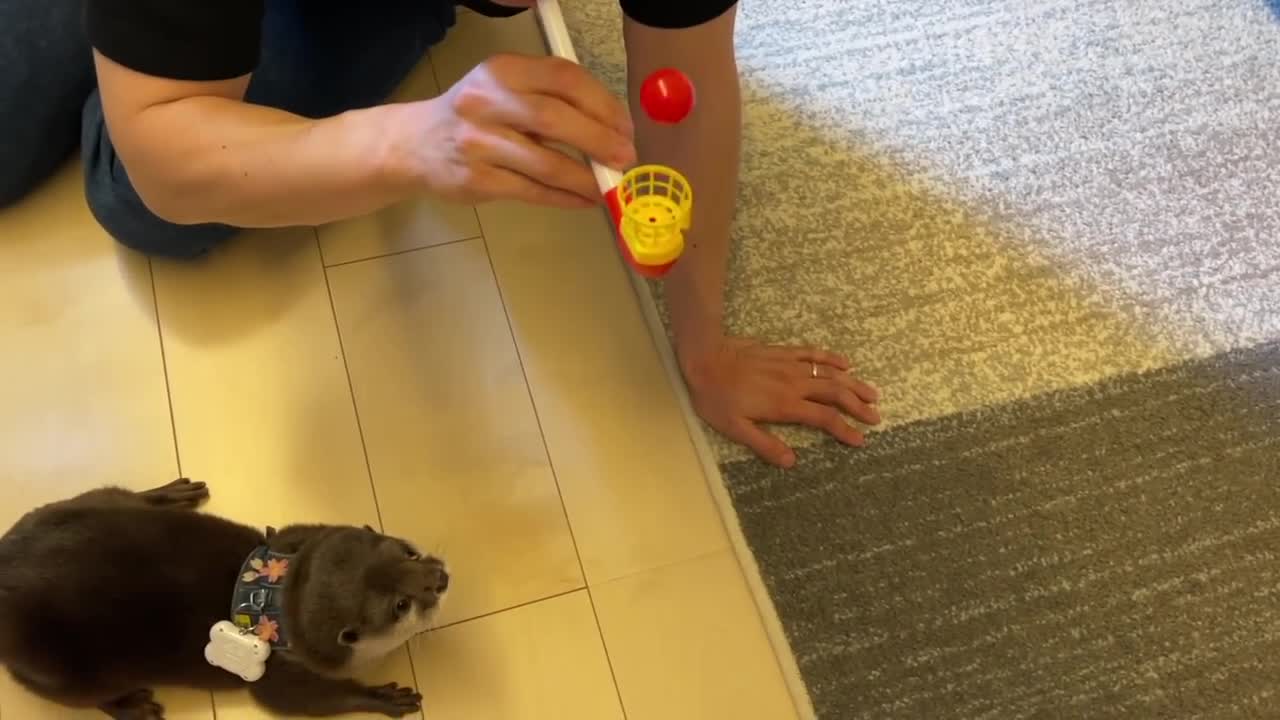 Cute walking otter like a baby